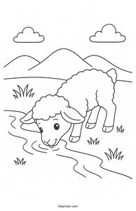 Sheep