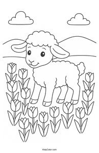 Sheep