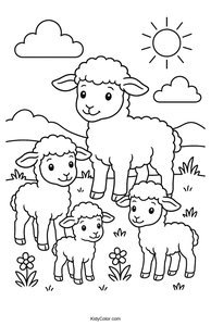 Sheep