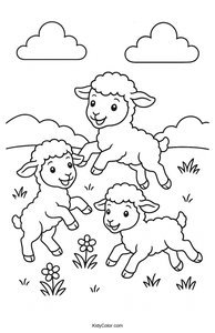 Sheep